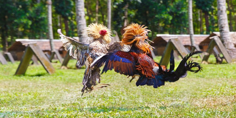 Thông tin về đá gà cựa dao